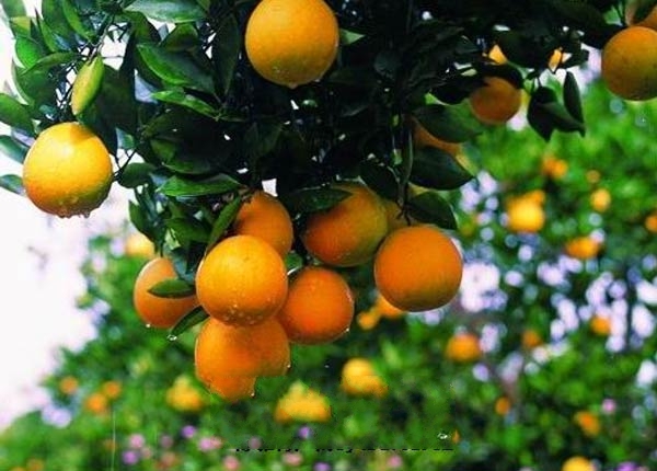 ���ݳ�ɽ����