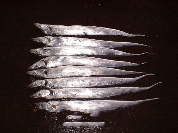 ��ɽ����