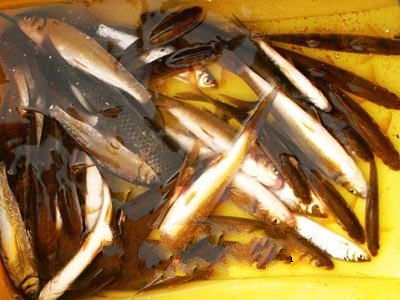 ͩ������