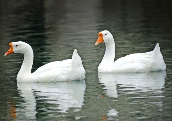 �����׶�