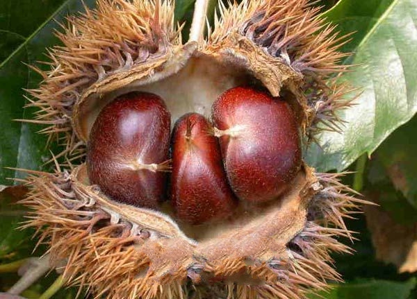 ÷�������