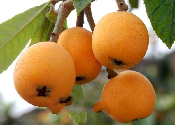 ʲ