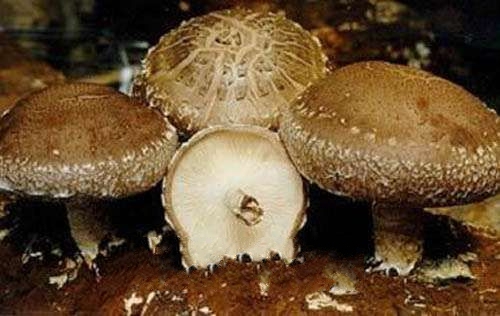 ����ɽ�㹽