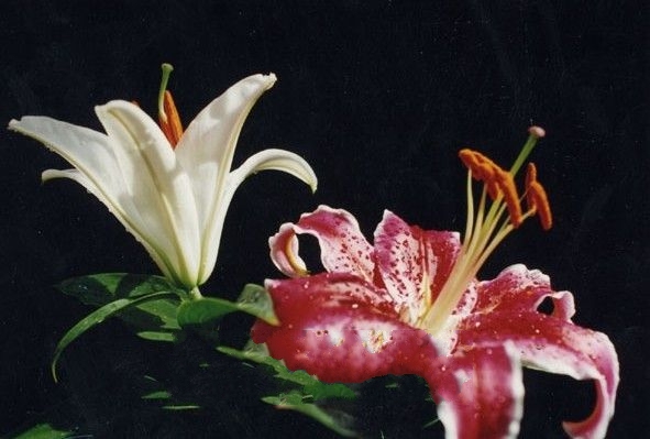 ��ƽ��ï������屦��ٺϻ�