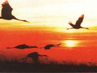 ���������