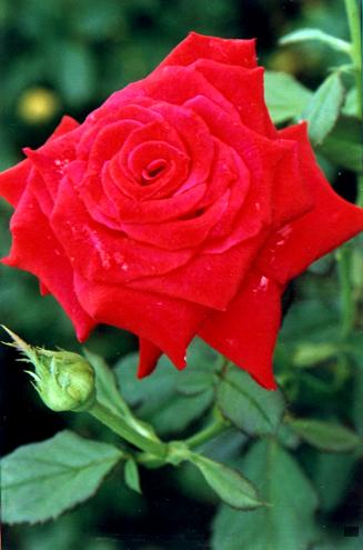 ��ɽֲ����԰