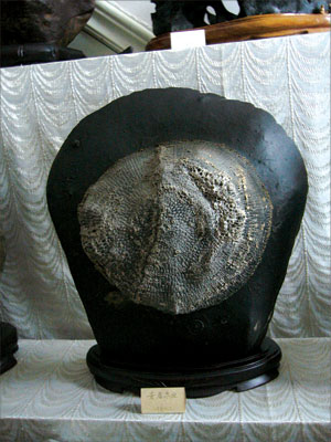 �����й���ʯ��