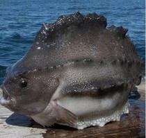 ��ɽ����