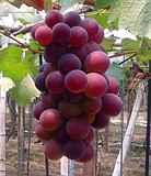 ��Ϫ����