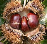 ���ݿ���