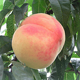 ��ͤˮ����