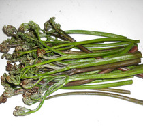 ����ާ��