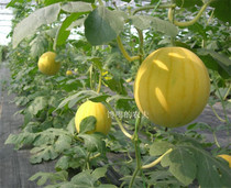 ��Ƥ����