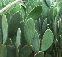 ʳ��������