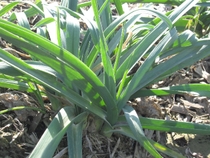 ԣ������