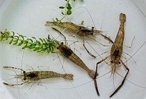 ��ˮ����Ϻ