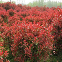 ������ľ