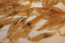 ������Ϻ