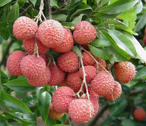 �ܸ�Ŵ����