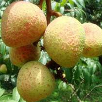 ������֦