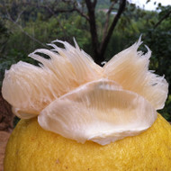 ����ɳ����