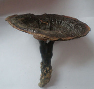 ��ԴҰ����֥