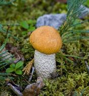 ���ױ���Ģ��