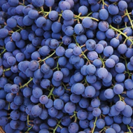 Ϫ��������