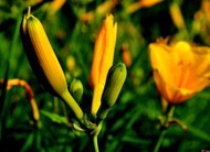 �����ƻ���