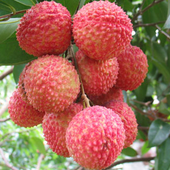 ������֦