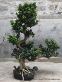 ɳ�������辰