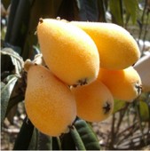 ��̫����