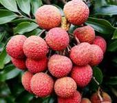 ������֦