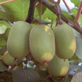 �л��ֺ���