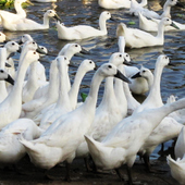 ���ǰ���Ѽ