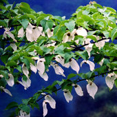 �й����ӻ�