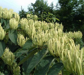 ���ٽ�����