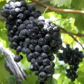 ��ɽ����