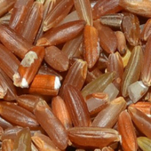 ��ȵ�繱��