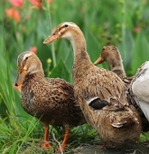 ������Ѽ