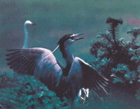 ���»Ƴ�����