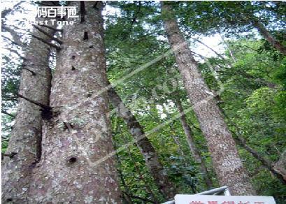 ������ɼ��԰