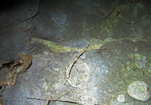 �����ź����Թ�