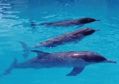 �����ȴ�������԰