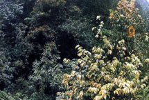 �Ĵ���ʯ��ɭ�ֹ�԰