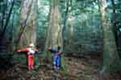 ͭ������̲