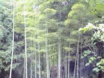 �������ԭʼ��Ҷ��