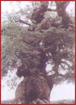 ��ͨ�ɼ�ҩɽ