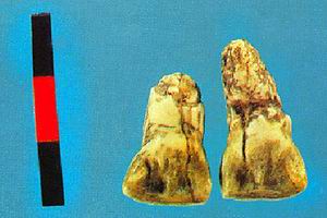 ����Ԫı����ַ