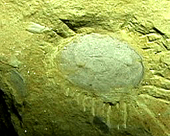 ��Ϫ�ν����ﻯʯȺ